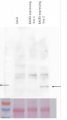 BAR | Phosphinothricin N-acetyltransferase (36-50)